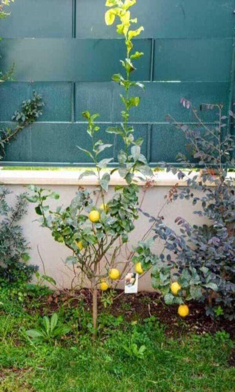 Vila Il Giardino Di Limoni Marino Exteriér fotografie