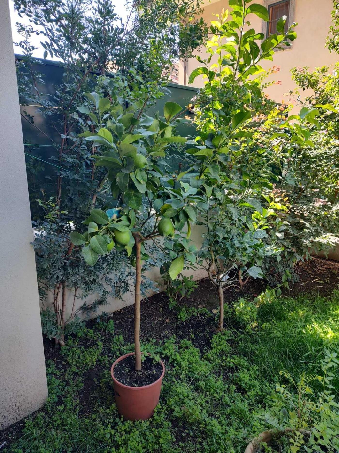 Vila Il Giardino Di Limoni Marino Exteriér fotografie